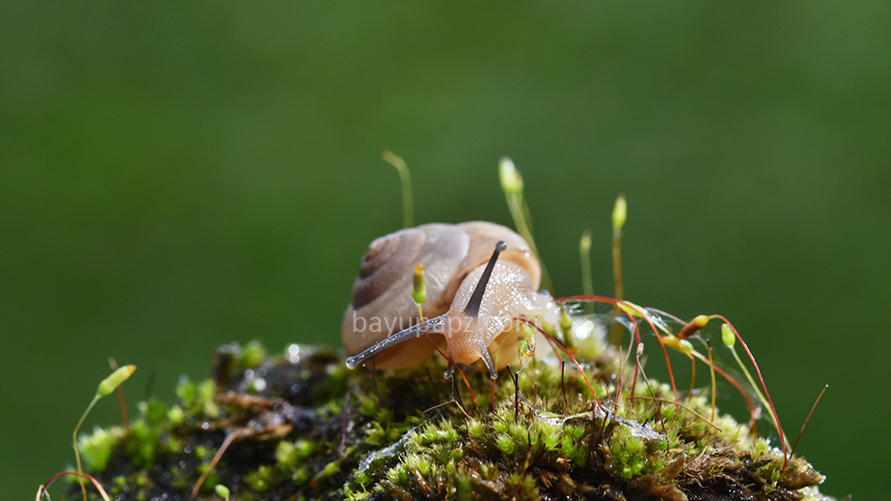 piknik bareng fotografer bogor kiki farm macro photography 12
