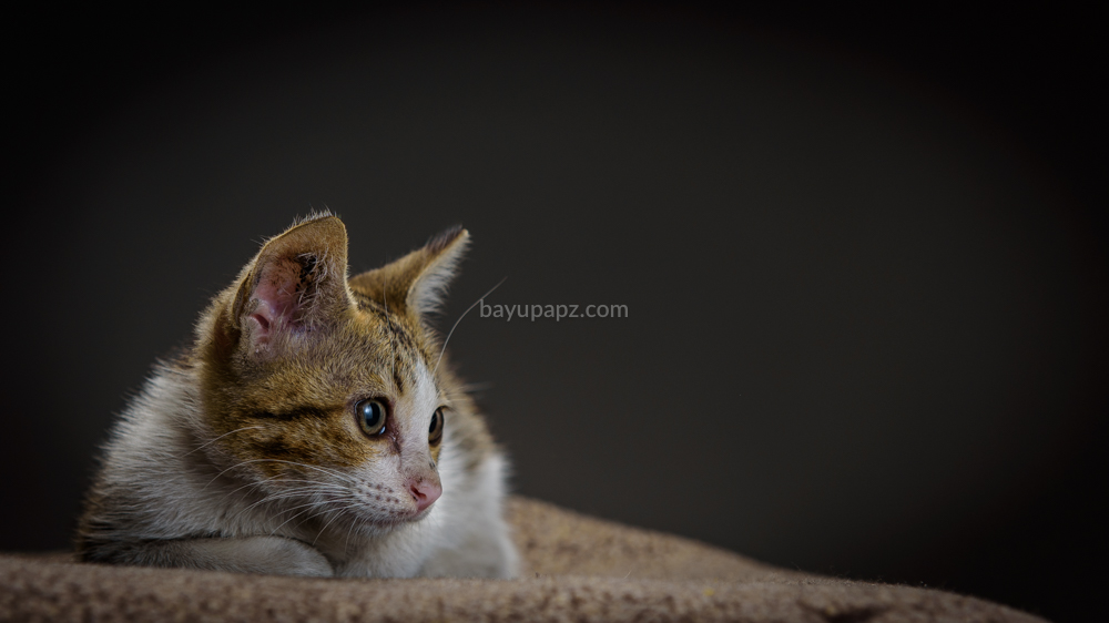 strobist three point lighting tiga lampu kucing kitten photography 1
