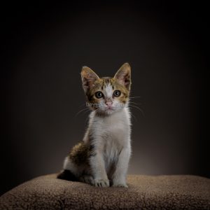 strobist three point lighting tiga lampu kucing kitten photography 10