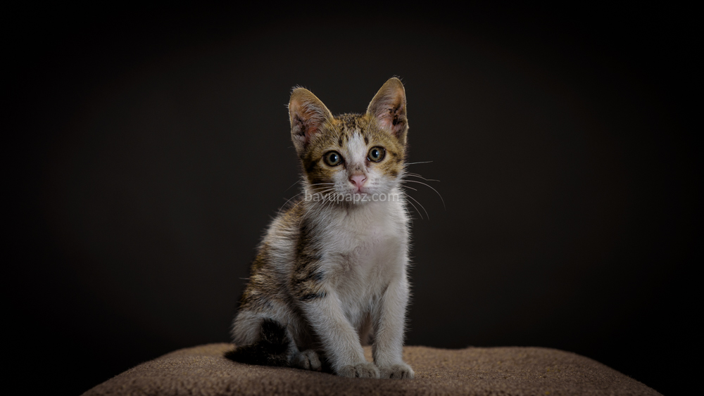 strobist three point lighting tiga lampu kucing kitten photography 2