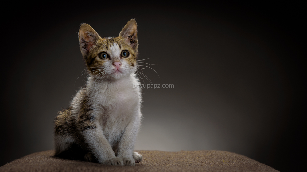 strobist three point lighting tiga lampu kucing kitten photography 3