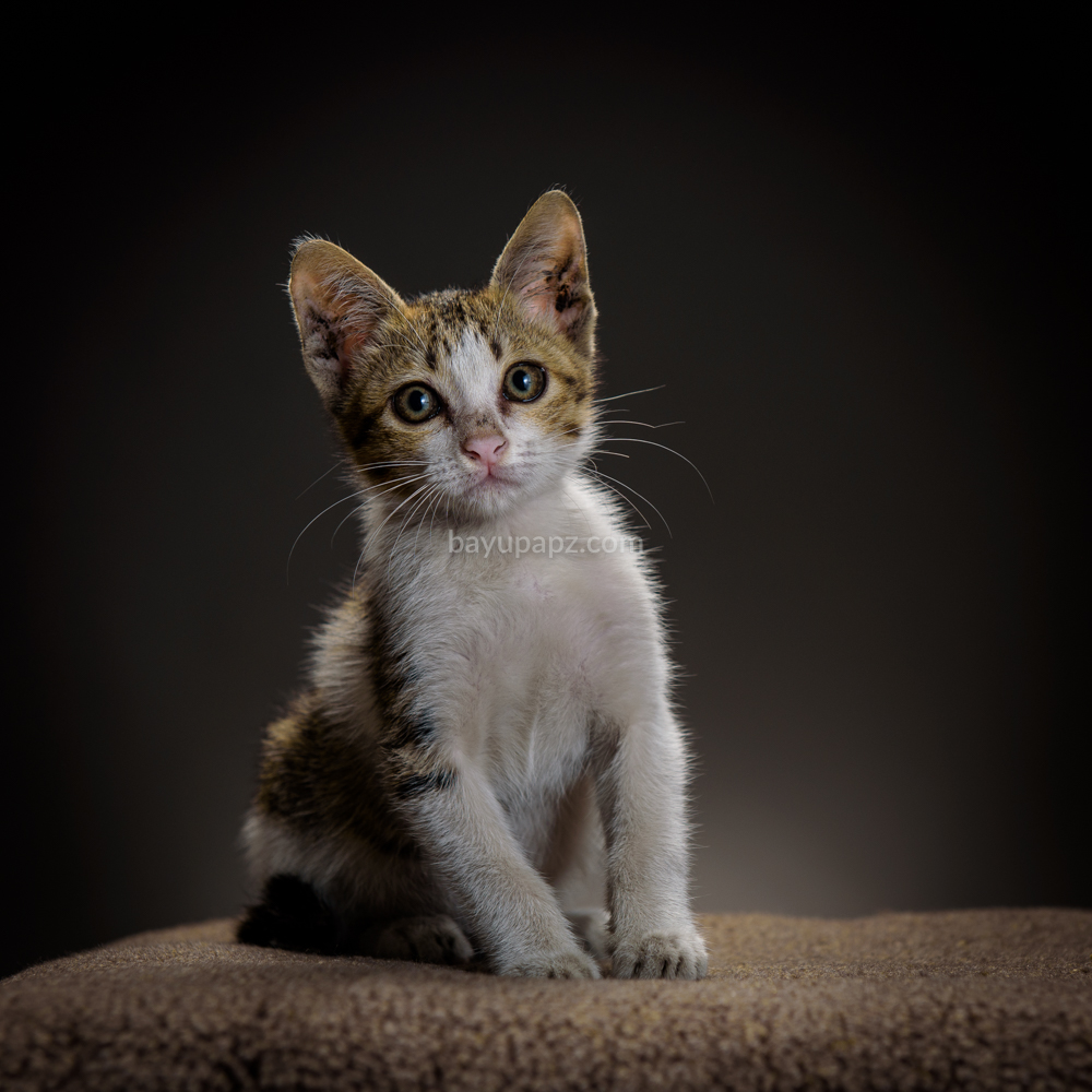 strobist three point lighting tiga lampu kucing kitten photography 4