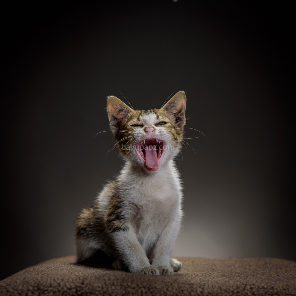 strobist three point lighting tiga lampu kucing kitten photography 5