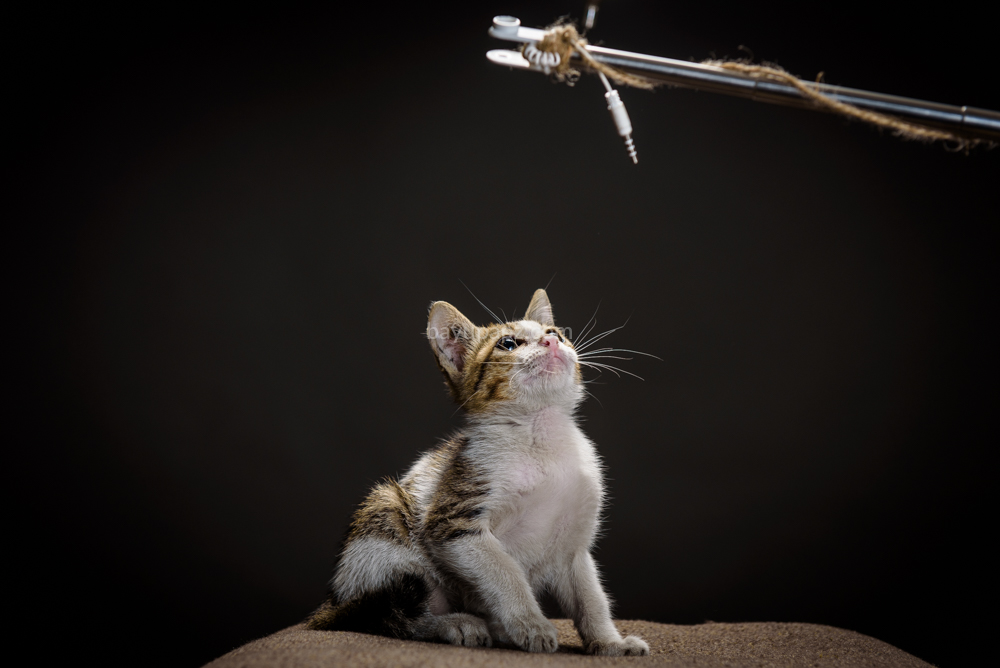 strobist three point lighting tiga lampu kucing kitten photography 6