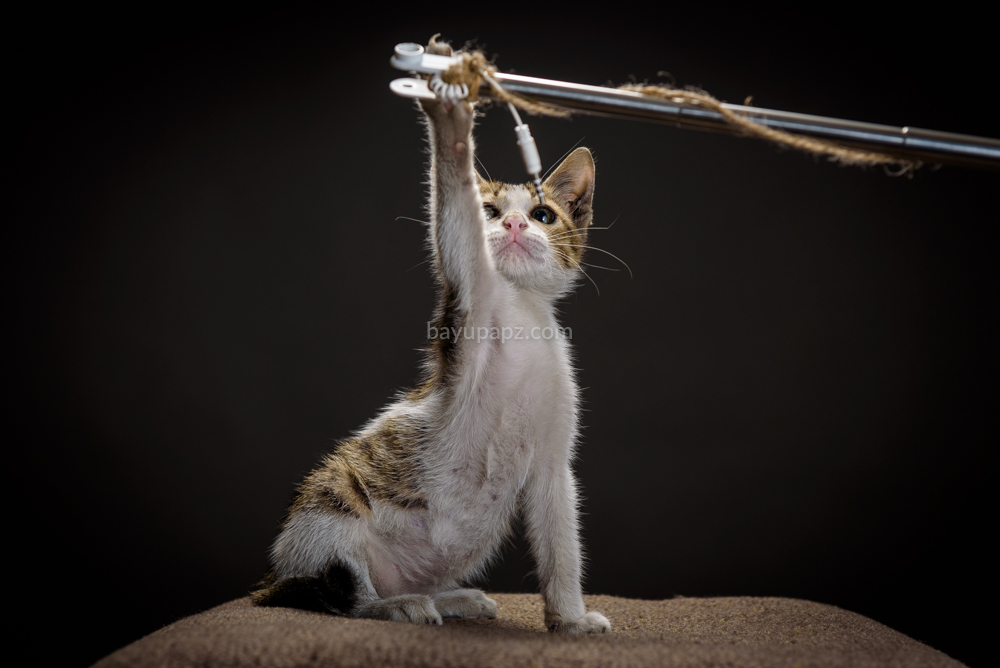 strobist three point lighting tiga lampu kucing kitten photography 7